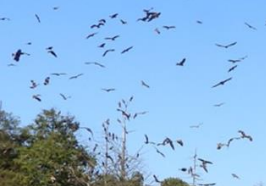 鶏舎近くの野鳥