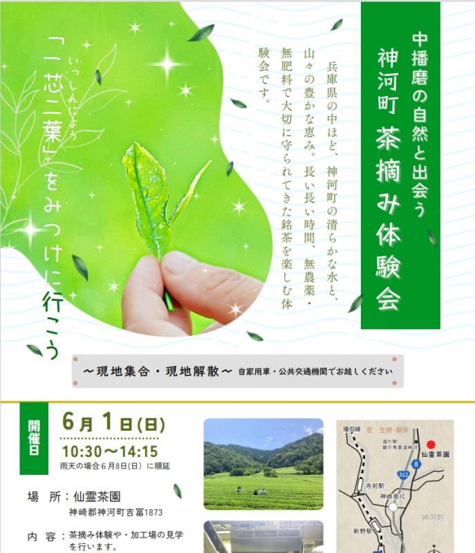 茶摘み体験会