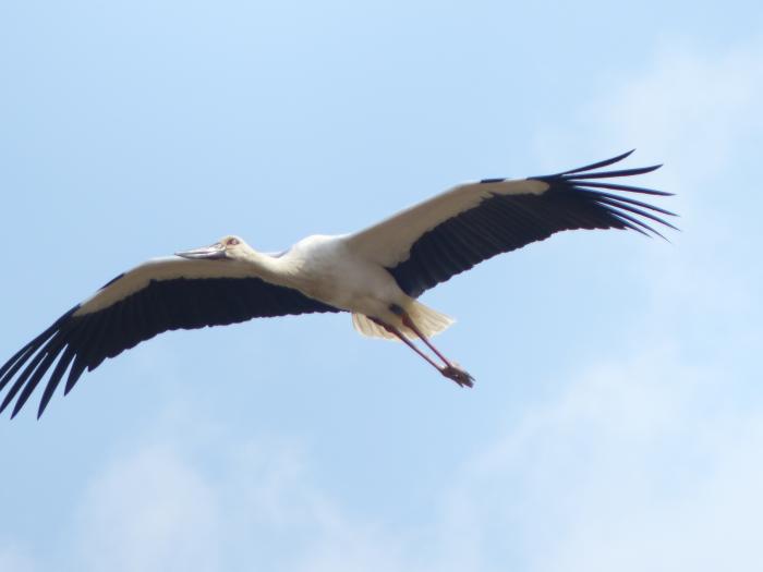 コウノトリ
