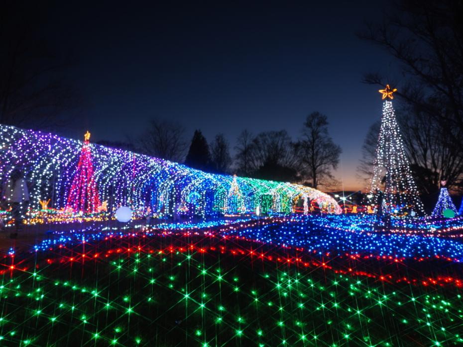 花と光のクリスマス