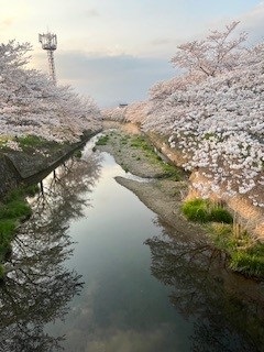 桜